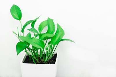 Nog geen foto van Chelonopsis moschata (vorm Vert-Tige)